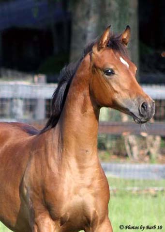 Bay Arabian mare Joys Solitare