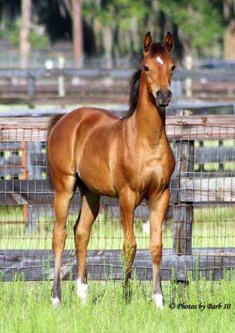 Bay Arabian mare Joys Solitare