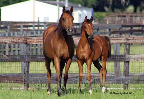 Bay Arabian mare Joys Solitare and dam Echo of Rohan