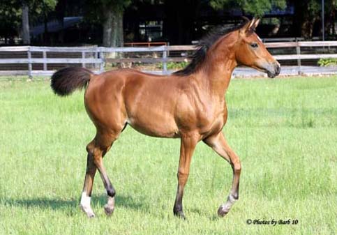 Bay Arabian mare Joys Solitare