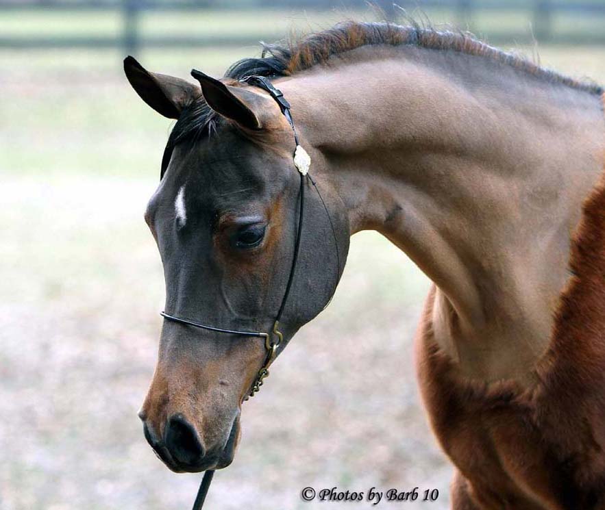 Bay Arabian mare Joys Solitare