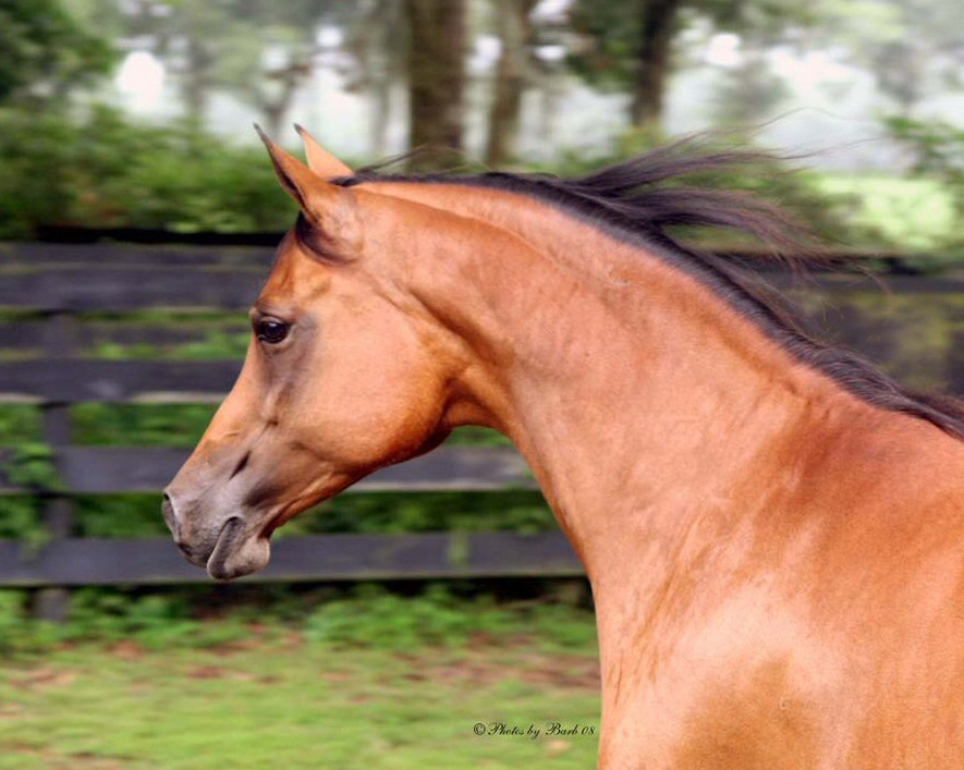 Producing Bay Arabian mare Echo of Rohan