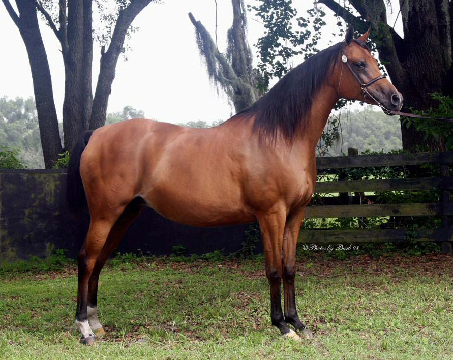 Producing Bay Arabian mare Echo of Rohan