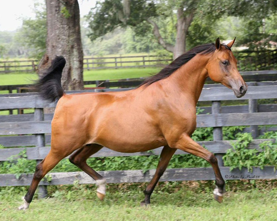 Producing Bay Arabian mare Echo of Rohan