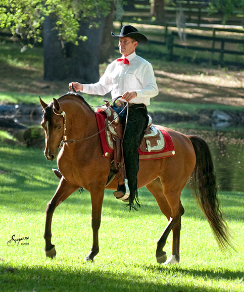 Performing bay Arabian mare Joys Juliette