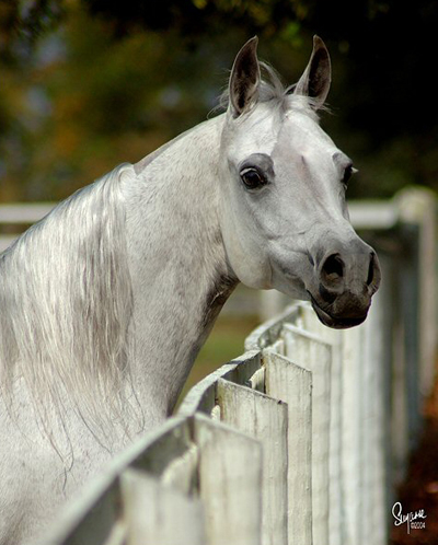 Grey mare Orchid of Rohan. Dam of one of Nighthawk Arabians' premier stallions GF Jullyens Joy