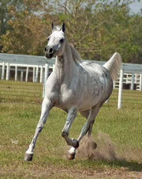 Grey mare Orchid of Rohan. Dam of one of Nighthawk Arabians' premier stallions GF Jullyens Joy