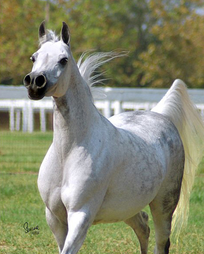 Grey mare Orchid of Rohan. Dam of one of Nighthawk Arabians' premier stallions GF Jullyens Joy.