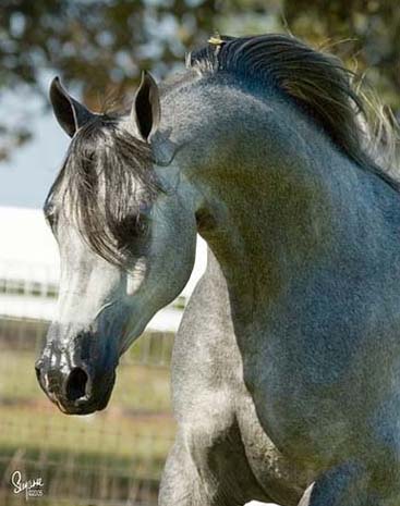 Grey Arabian Stallion The Agitators Pride++