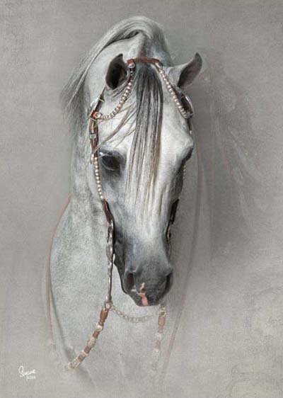 Grey Arabian Stallion The Agitators Pride++