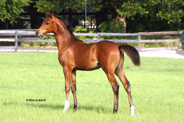 Bay Arabian Stallion Joys Sahara Sun