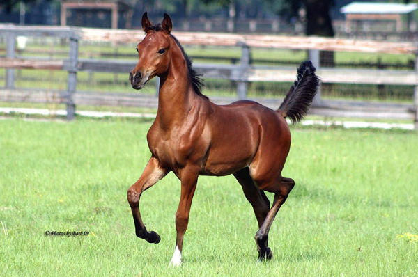 Bay Arabian Stallion Joys Sahara Sun