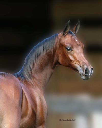 Bay Arabian Stallion Joys Sahara Sun