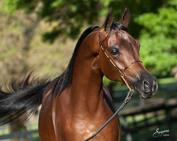 Bay Arabian Stallion Joys Sahara Sun