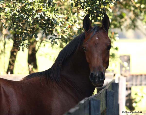 Bay Arabian Stallion Joys Sahara Sun