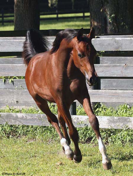 Bay Arabian Stallion Joys Sahara Sun