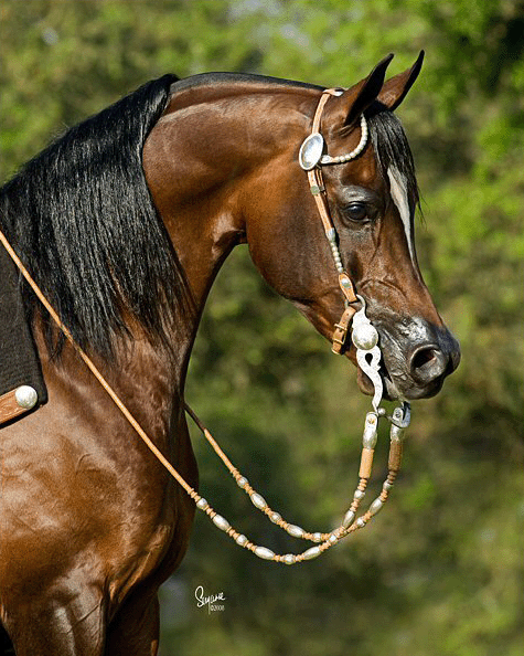 Bay arabian stallion GF Jullyens Joy