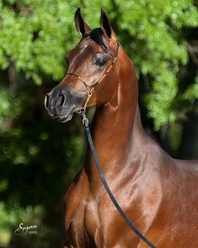 Bay Arabian Stallion Joys Sahara Sun