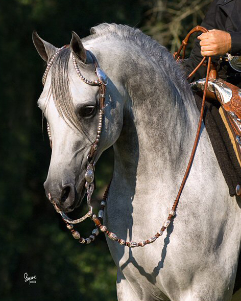 Grey arabian stallion The Agitators Pride++